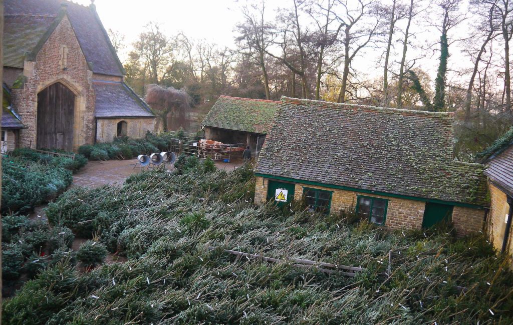 Christmas Tree Care | Oxenford Farm | Elstead, Surrey