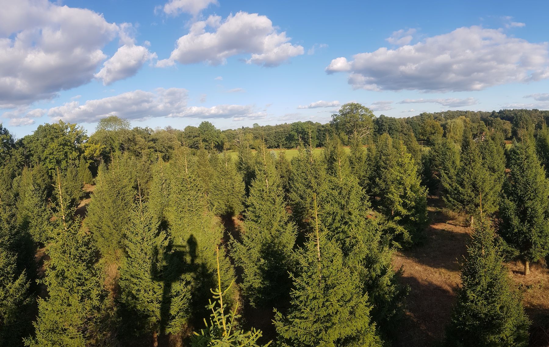 Christmas Tree Varieties | Oxenford Farm | Elstead, Surrey